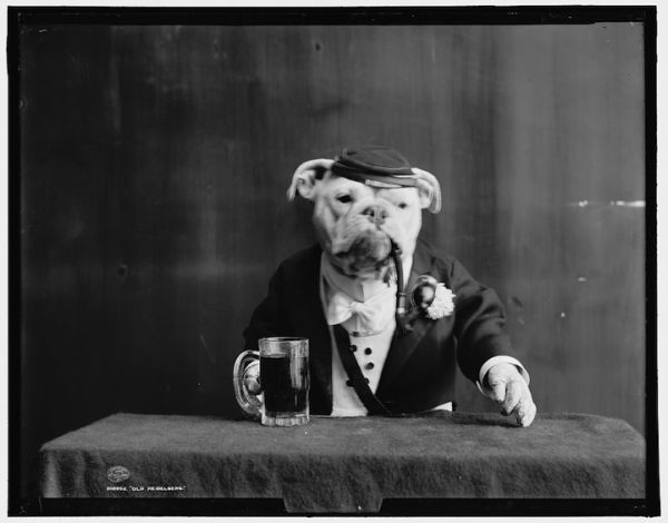 bulldogs-as-humans-photographs.jpg