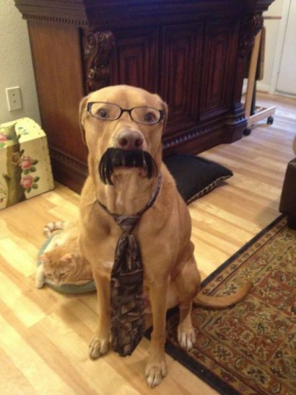 Dog Dressed as Humans.jpg