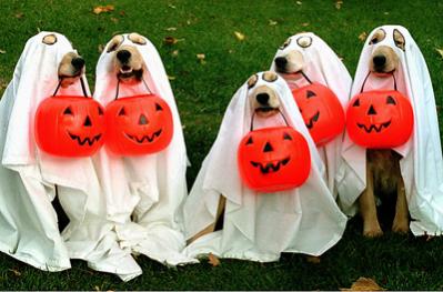 funny-halloween-pets-dogs-prank-dressed-up-clever-spooky.jpg