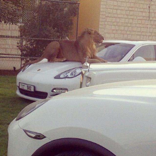 lion-on-hood-of-car.jpg