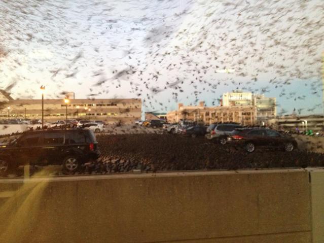 THE-BIRDS.jpg