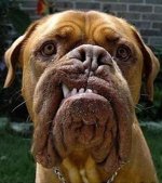 Big Bad Ass Dog.jpg