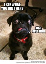 funny-derp-dog-black-pug.jpg
