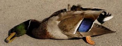 dead duck.jpg