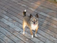 SAM_1105.jpg SAM_1105.jpg